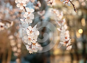 Apricot tree blossoms