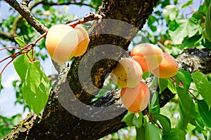 Apricot Tree Branch