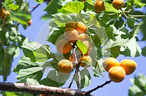 Apricot tree branch