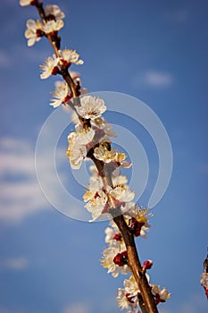 Apricot tree branch with flowers