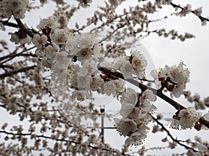 Apricot tree branch with flowers. Blooming tree branch with white flowers