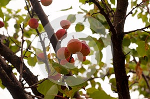 Apricot tree branch. Growing bio apricots on tree