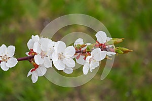 Apricot tree branch with white flowers.