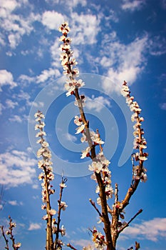 Apricot tree branches with flowers