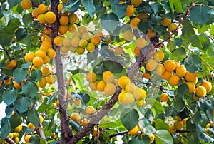 Apricot tree branches with fruits and leaves.