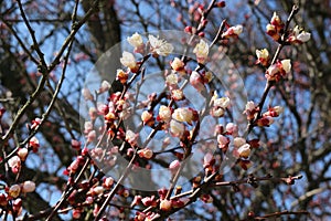 Apricot tree branches strewn with buds and white flowers on a sunny day in early spring