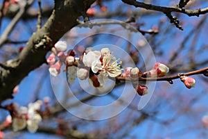 Apricot tree branches strewn with buds and white flowers on a sunny day in early spring