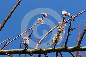 Apricot tree branches strewn with buds and white flowers on a sunny day in early spring