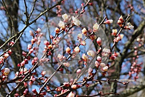 Apricot tree branches strewn with buds and white flowers on a sunny day in early spring