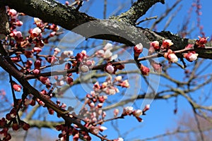 Apricot tree branches strewn with buds and white flowers on a sunny day in early spring