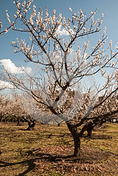 Apricot tree, day