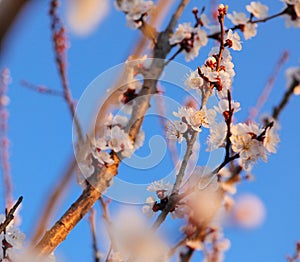Apricot tree flowers on blue sky background