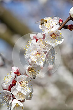 Apricot tree flowers with soft focus. Spring white flowers on a tree branch. Apricot tree in bloom