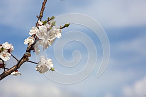 Apricot tree flowers with soft focus. Spring white flowers on a tree branch. Apricot tree in bloom