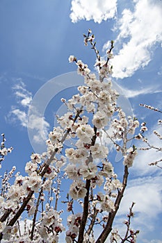 Apricot tree flowers with soft focus. Spring white flowers on a tree branch. Apricot tree in bloom