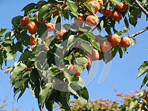 Apricot tree with fruits