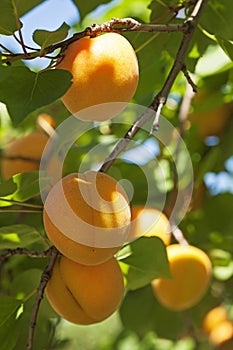 Apricot tree with fruits