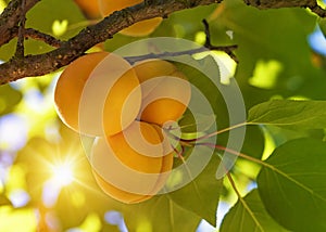 Apricot tree with fruits