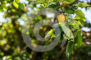 Apricot tree with fruits