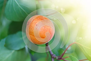 Apricot tree with fruits growing