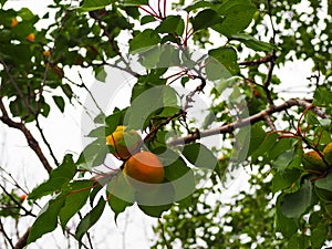 Apricot tree with fruits growing in the garden