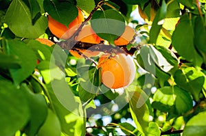 Apricot tree with fruits growing in the garden