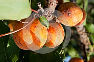 Apricot tree with fruits