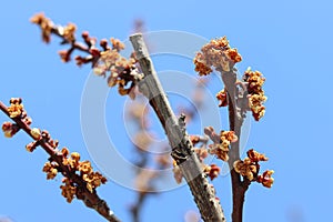 Apricot tree is infected with a fungal disease during flowering.