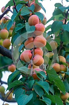 Apricot tree orchard with fresh ripe orange apricots fruits in A