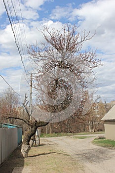 Apricot tree ready to bloom in spring season in April