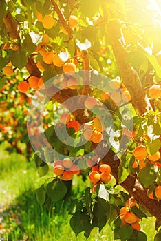 Apricot tree with ripe apricots on a farm