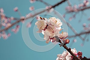 Apricot tree in spring bloom