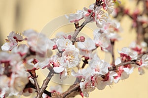 Apricot tree spring bloom