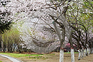 The apricot tree stand with flowers