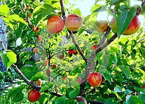 Apricot tree on sunny summer day