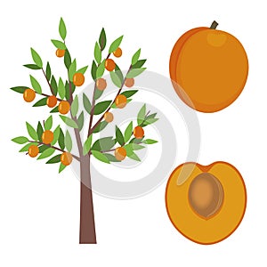Apricot treea and fruit vector illustration