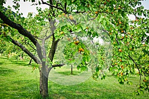 Marhuľa stromy 