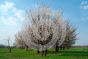 Apricot tress