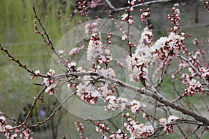 Apricot twig in bloom in spring season in April