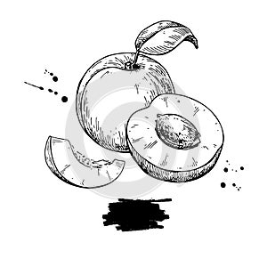 Apricot vector drawing. Hand drawn fruit and sliced pieces. Sum