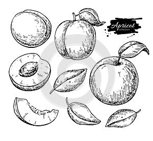 Apricot vector drawing. Hand drawn fruit and sliced pieces. Sum
