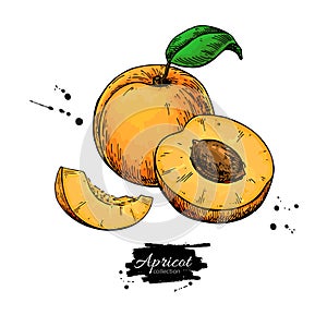 Apricot vector drawing. Hand drawn fruit and sliced pieces. Summer food illustration.