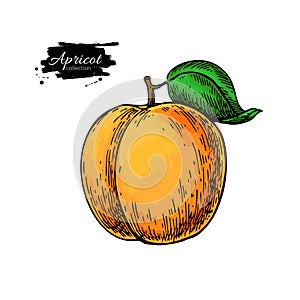 Apricot vector drawing. Hand drawn isolated fruit.