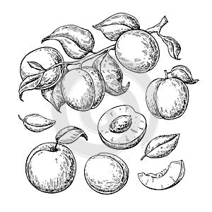 Apricot vector drawing set. Hand drawn fruit, branch and sliced