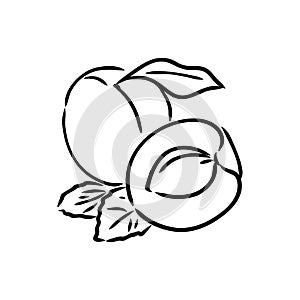 apricot vector logo design template. fruit or food icon.