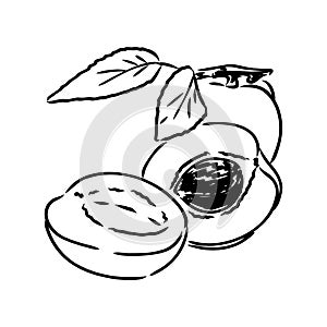 apricot vector logo design template. fruit or food icon.