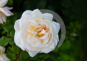 Apricot-white English shrub rose Rosa Crocus Rose blooms in a garden. Blooming English rose Crocus Rose in the garden