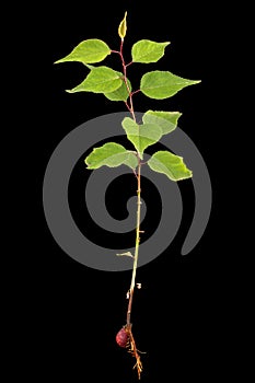 Apricot young tree with root and kernel, isolated on black background