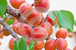 Apricots