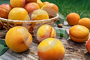 Apricots in a basket on wooden boards outdoors on a background of green grass, picnic time and family vacation. Fresh fruit